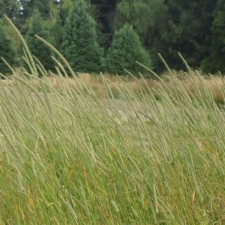 Timothy Rise Farm Timothy Forage | High-Quality Grass Blends at GO Seed