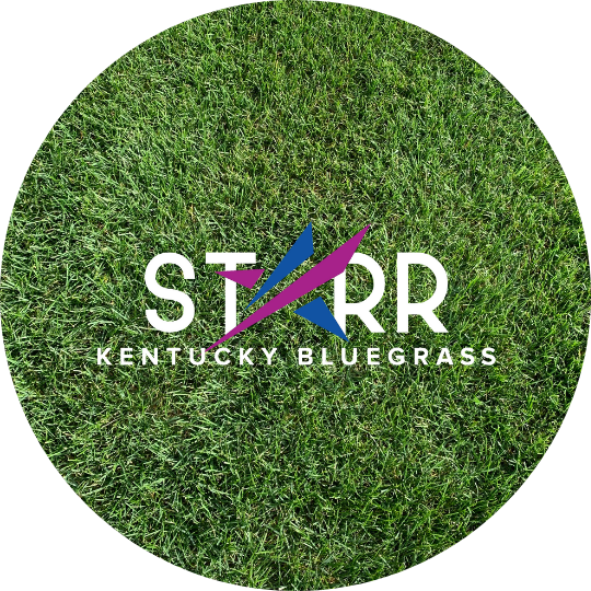 KENTUCKY BLUEGRASS Turf Go Seed
