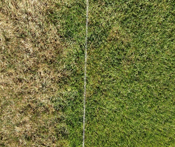 Iowa Turfgrass Field