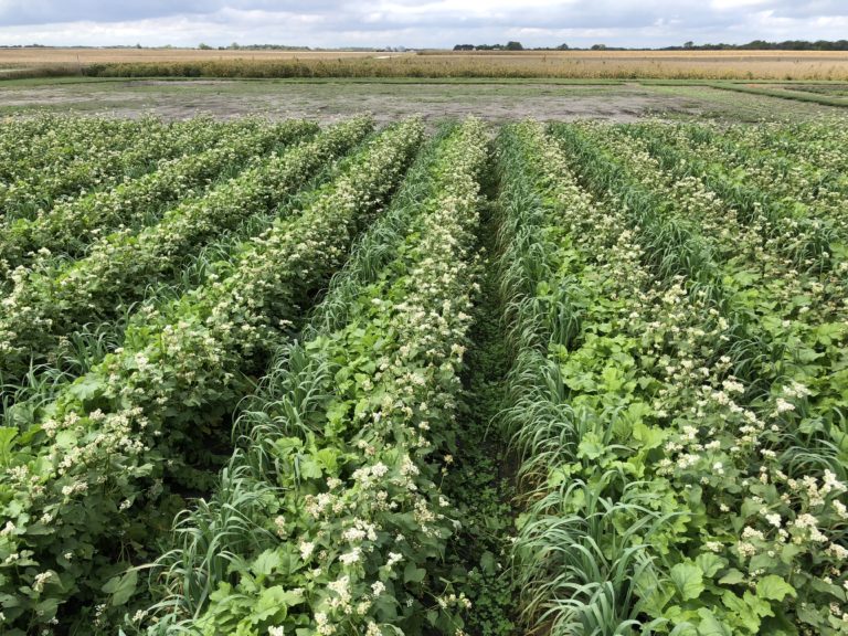 Richland Iowa Research Farm