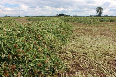 silage yield