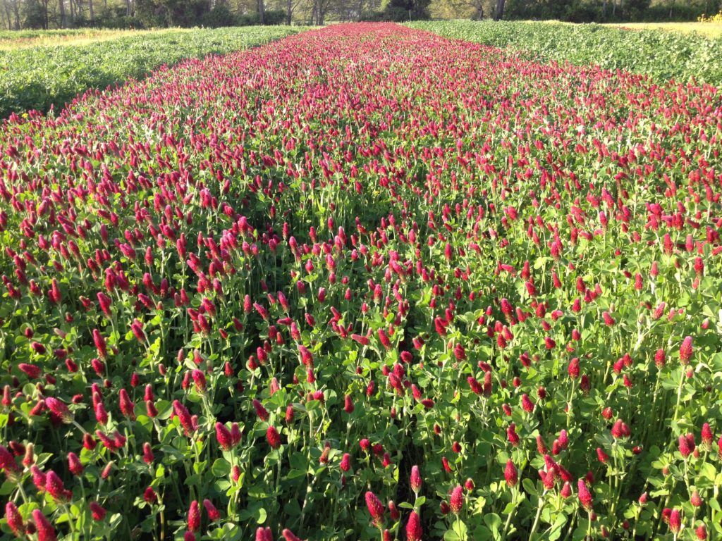 Crimson Clover