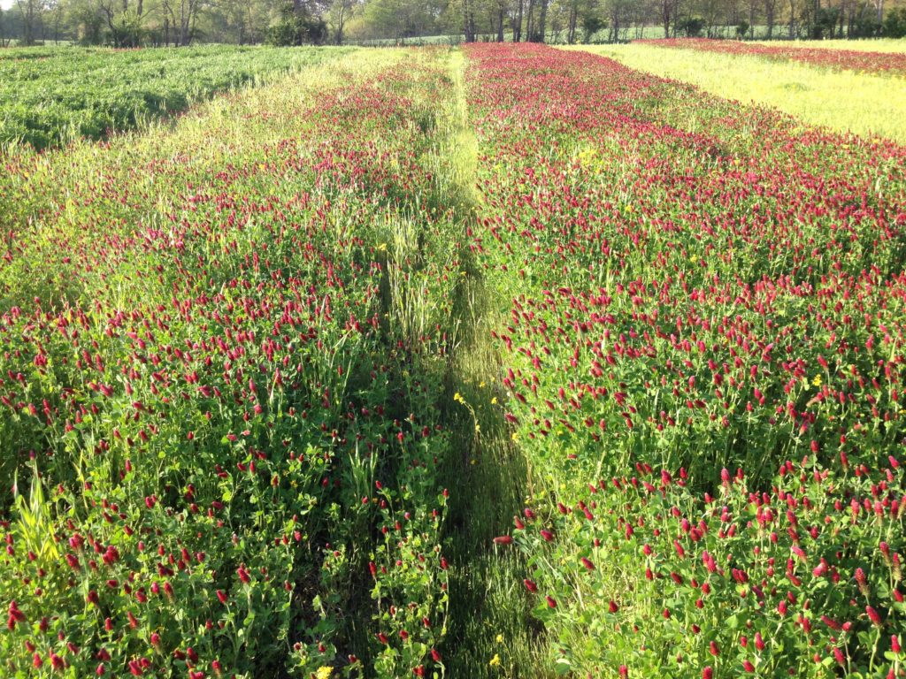 Dixie Crimson Clover