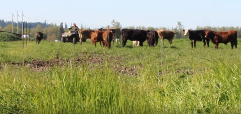 Cattle grazing