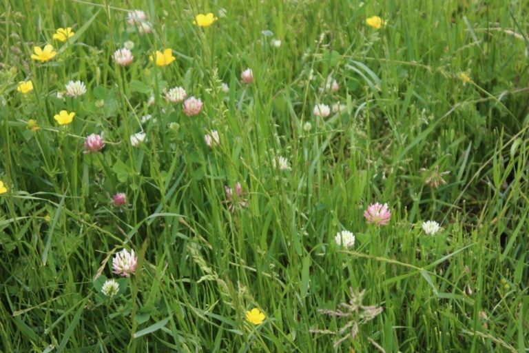 buttercup flowers