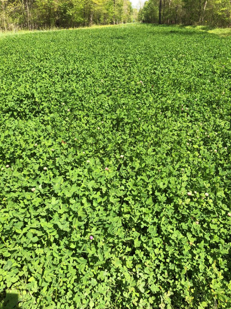 Clover For Deer