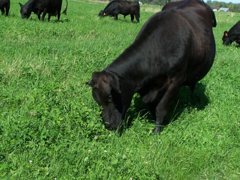 Beef Grazing on a Pasture