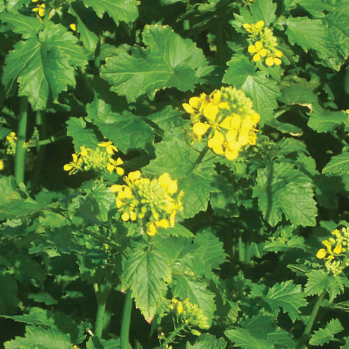 Elevate Soil Health with Mustard Cover Crops
