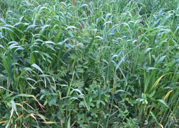 cover crops protect natural resources