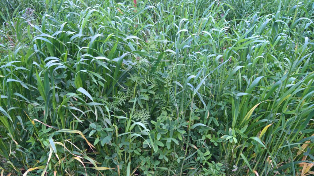 PDF) Allelopathic potential of winter and summer cover crops on