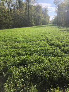 Dixie Crimson Clover