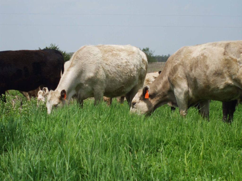 beef grazing clover