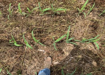 This stand of corn is benefiting from the low carbon to nitrogen ratio of FIXatioN Balansa Clover as it decomposes rapidly, immediately providing nitrogen.