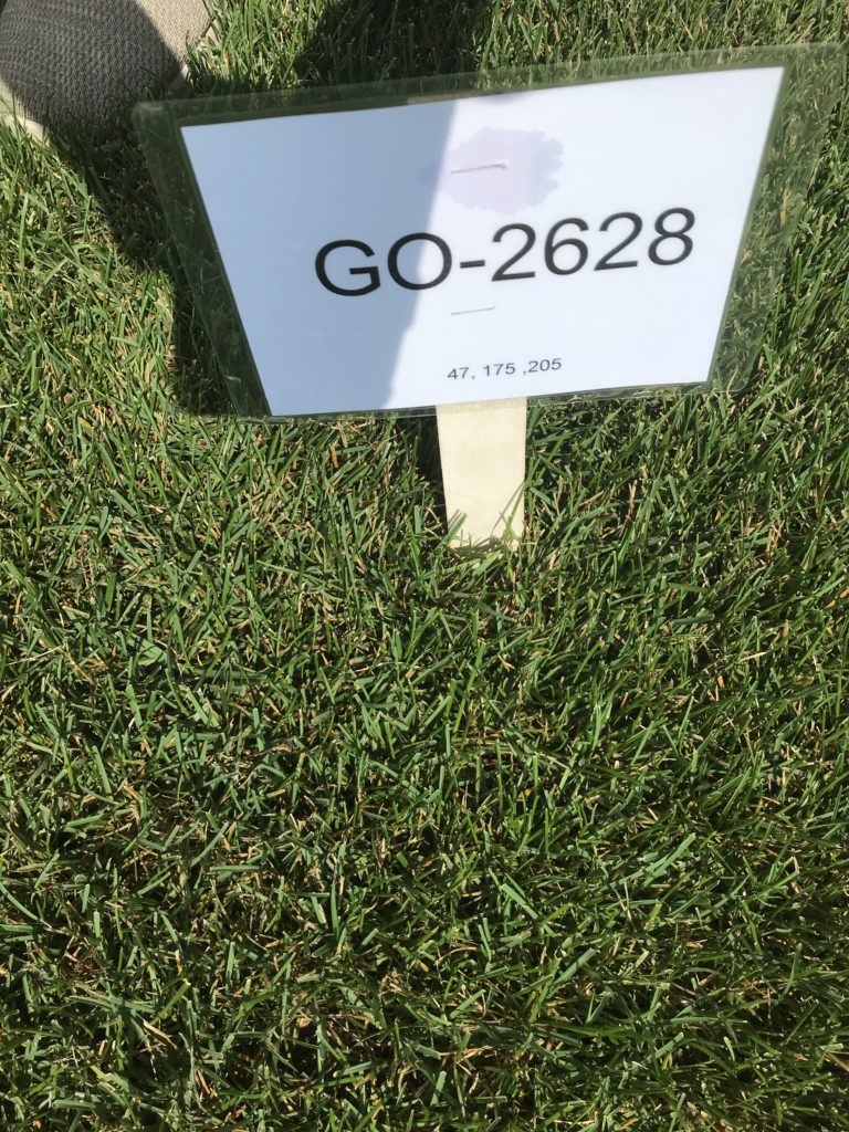 Go Turf Update Stay Informed On Turf Innovations Go Seed