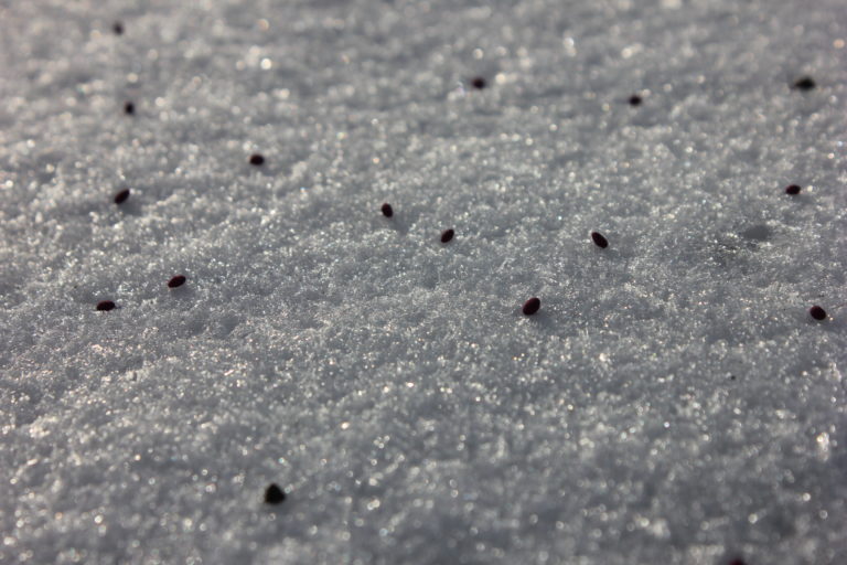 Frost seeding a pasture