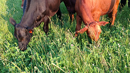 Grass-fed — 8Acres