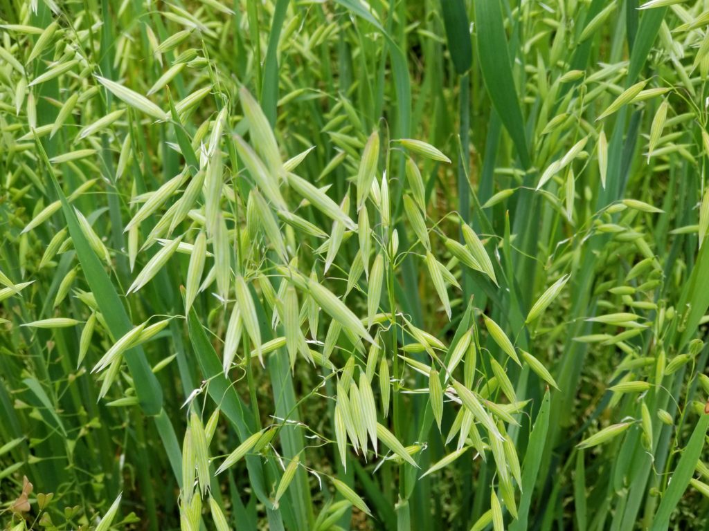 cover crop mixture