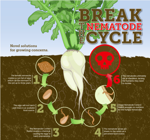 break the nematode cycle