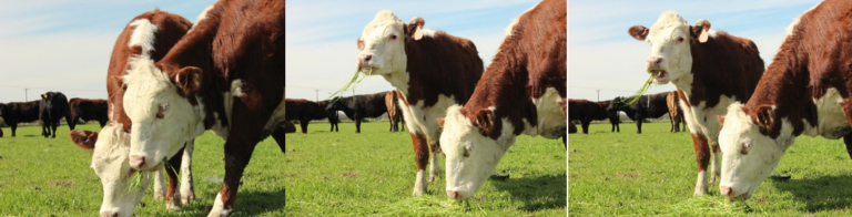 Cattle grazing