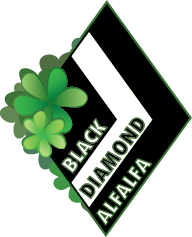 Black Diamond