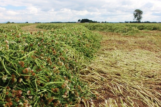 clover silage