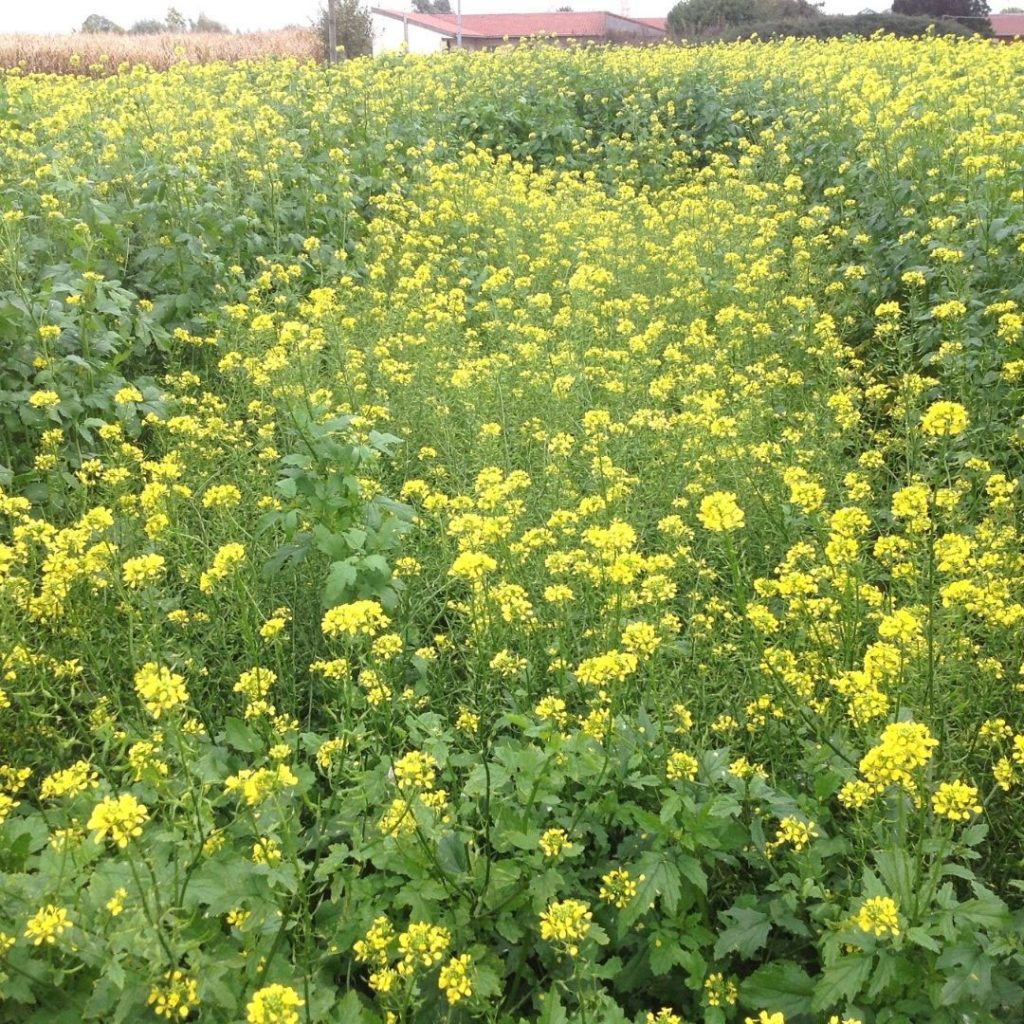 MUSTARD Cover Crops Go Seed