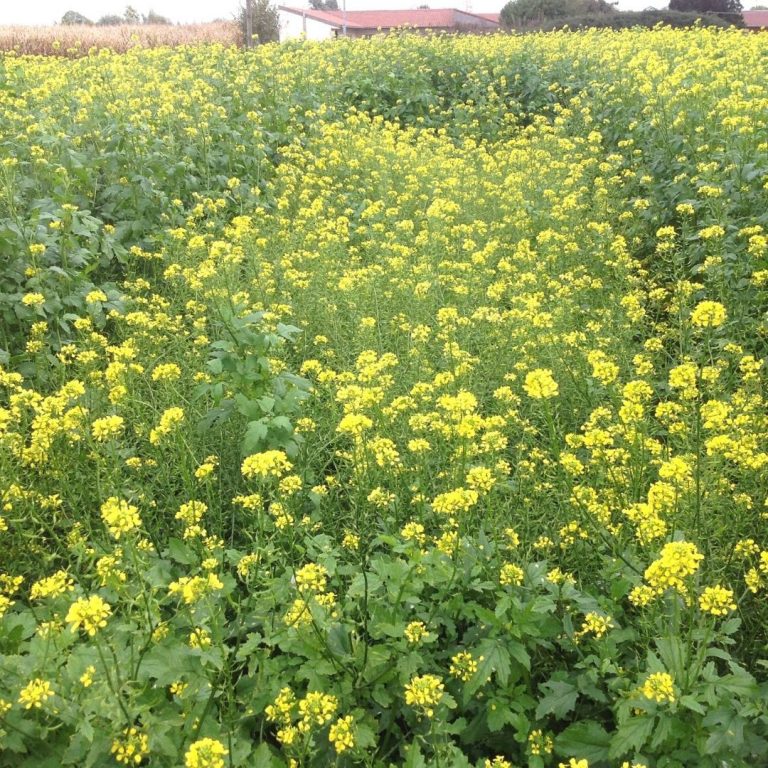 Elevate Soil Health with Mustard Cover Crops