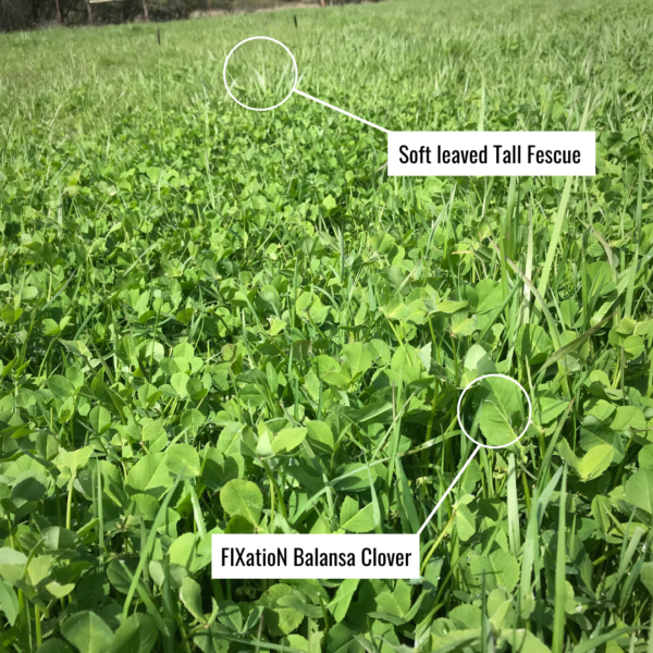 Renovating Pastures Best Clovers For Cattle Pastures