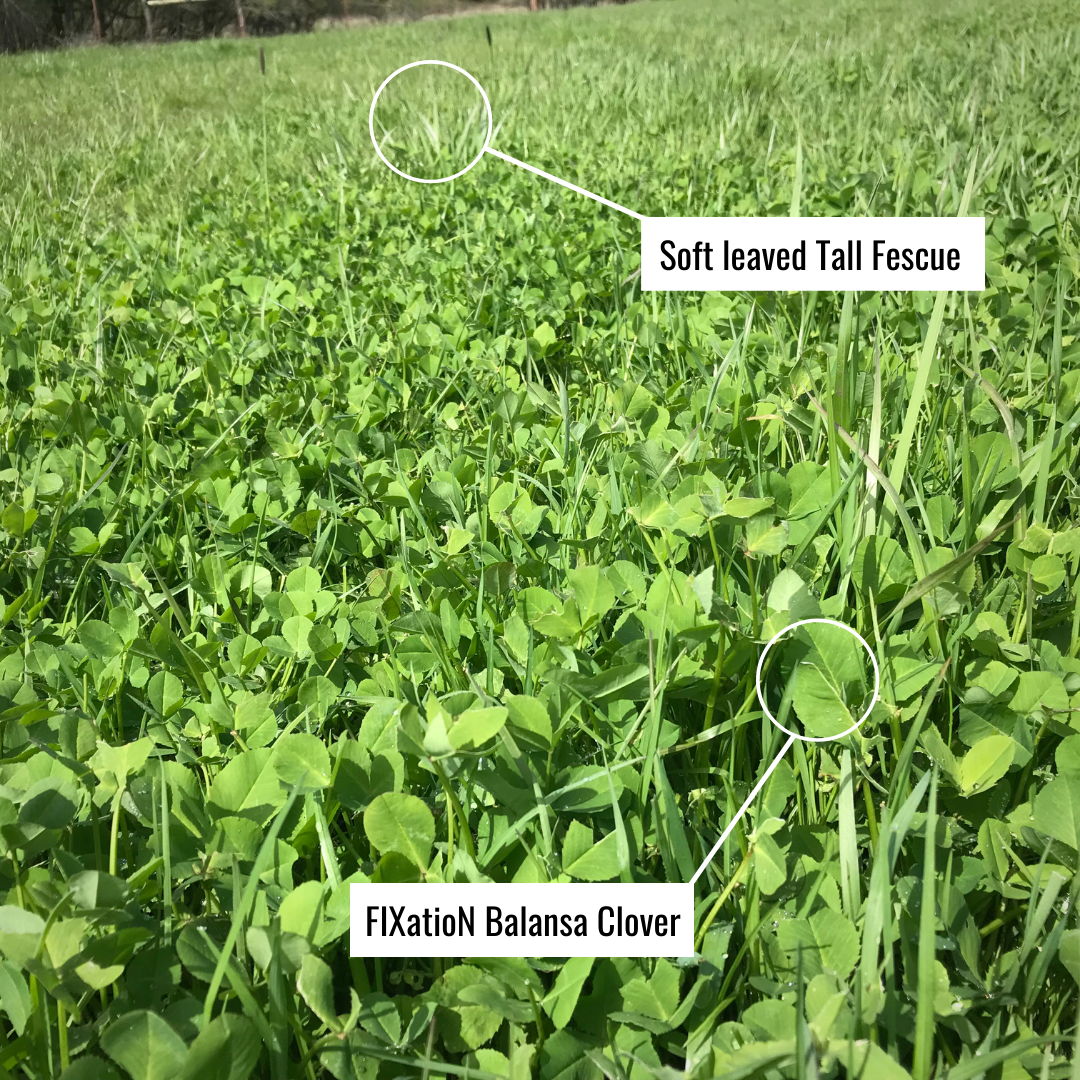 Renovating Pastures | Best Clovers For Cattle Pastures