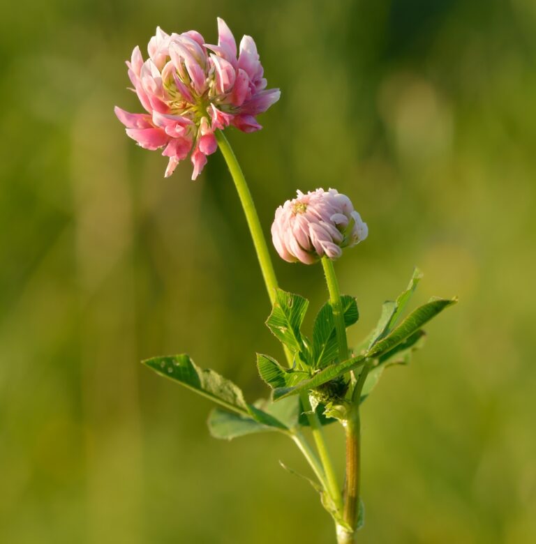 Renovating Pastures Best Clovers For Cattle Pastures