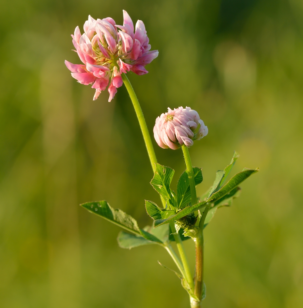 Trifolium hybridum