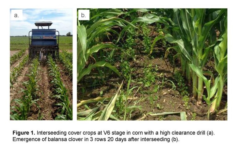 interseeding cover crops into corn at v6