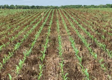 corn with cover crops