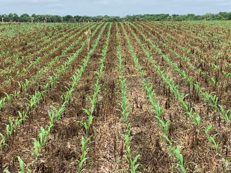 corn with cover crops