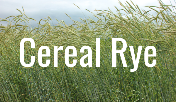 cereal rye extend grazing season
