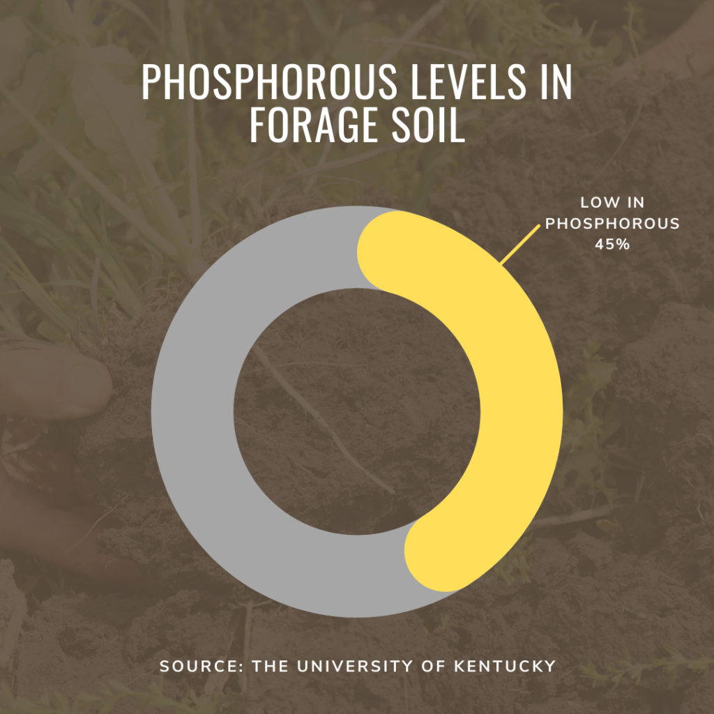 phosphorus levels in soil