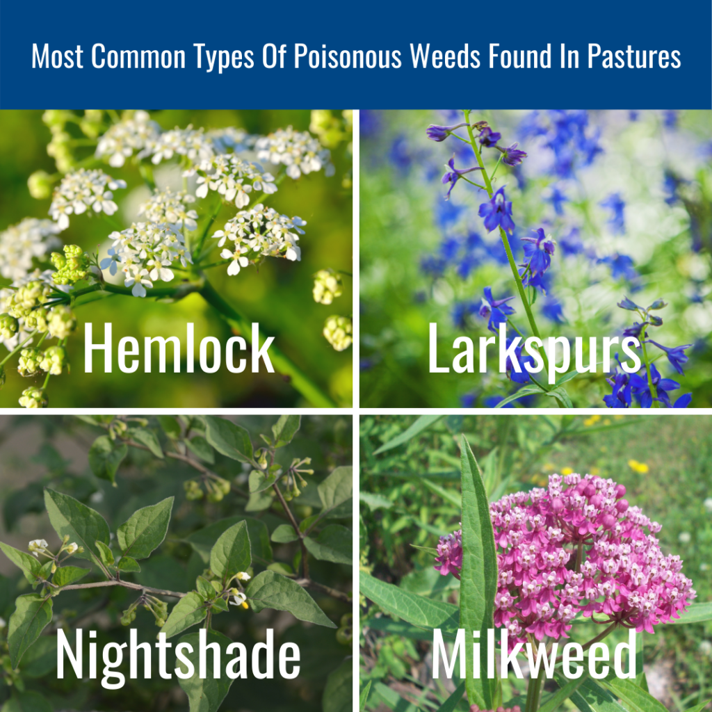 common poisonous weeds found in a pasture