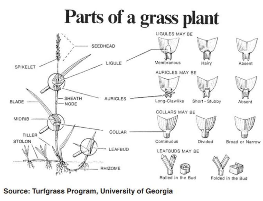 parts of a grass plant