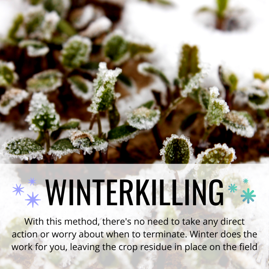 winterkill terminate cover crops
