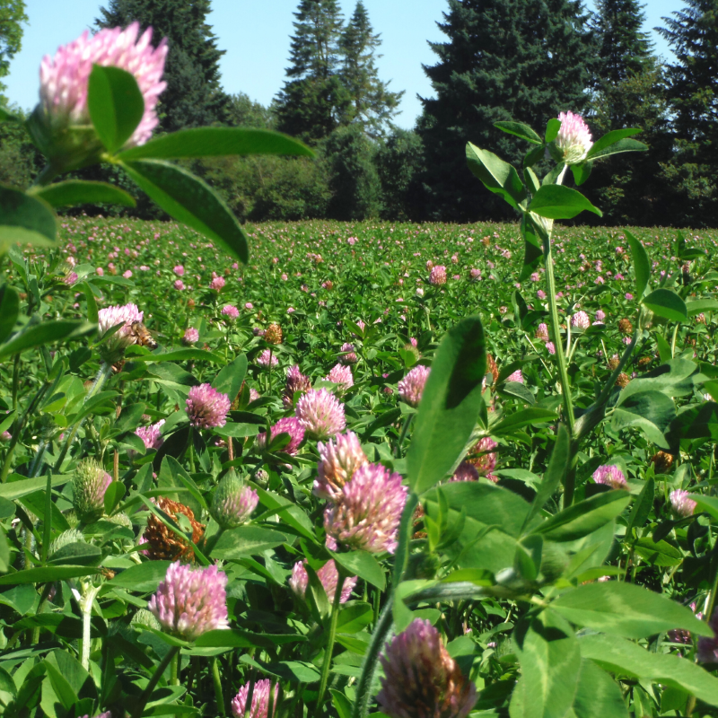 Dynamite Red Clover Fetured Small