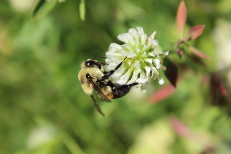 Feeding Pollinators