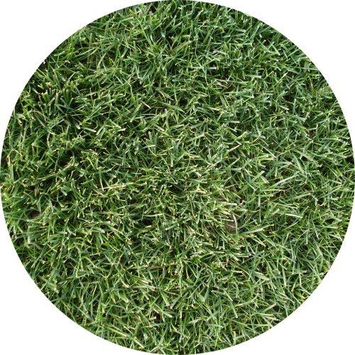 TURF Go Seed