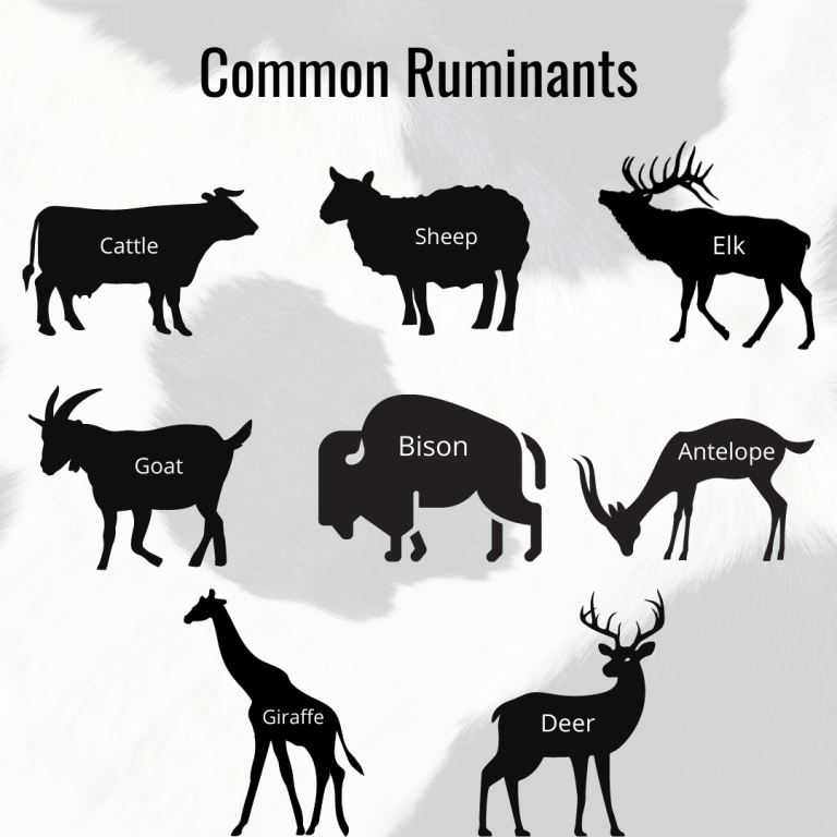 Parts Of The Ruminant Digestive System