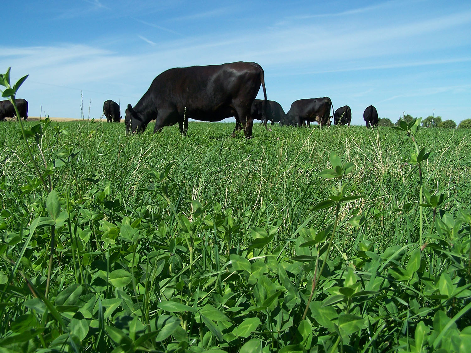 livestock resilient grazing system