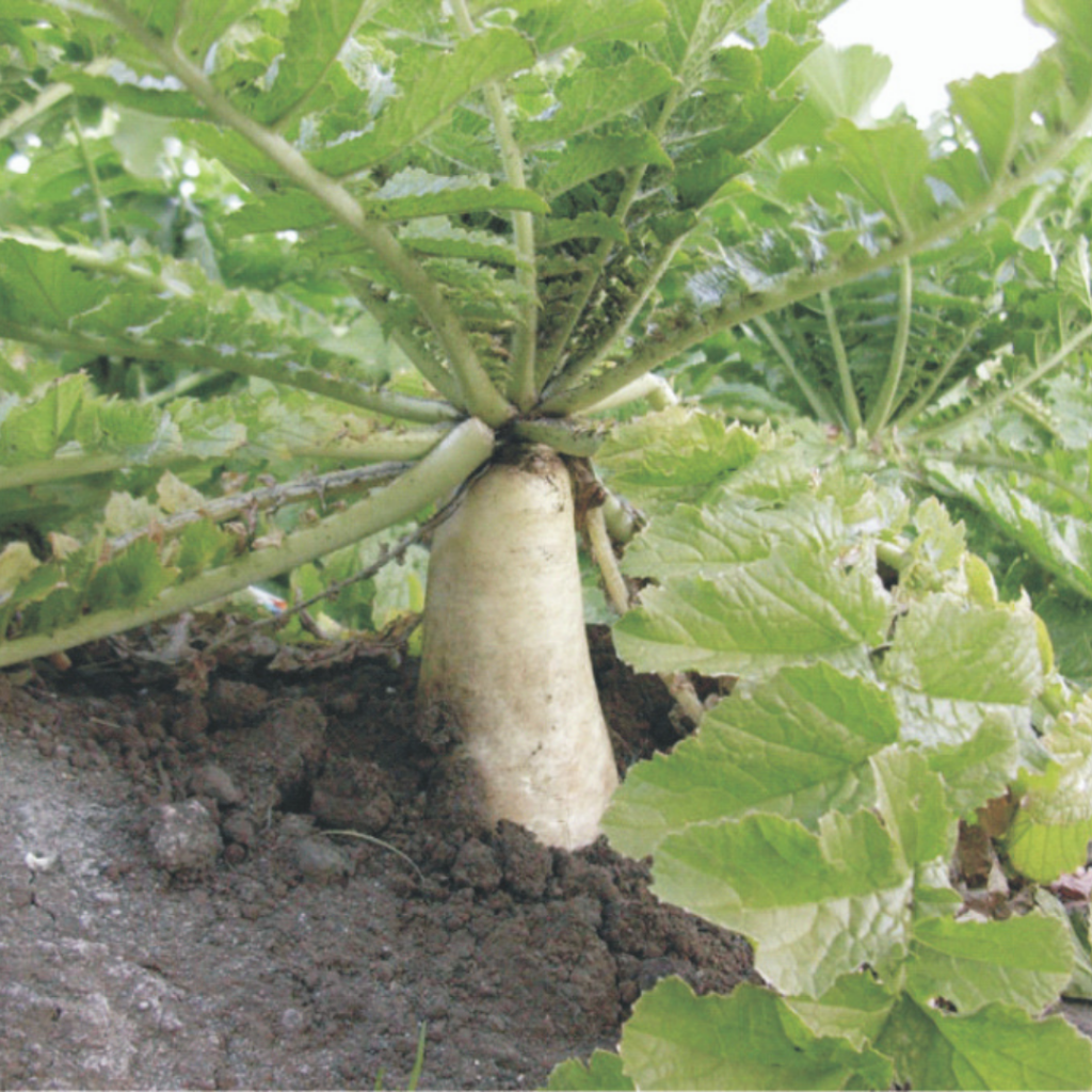 reduce farm inputs and compaction with radish