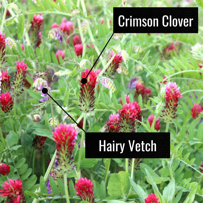 crimson clover hairy vetch