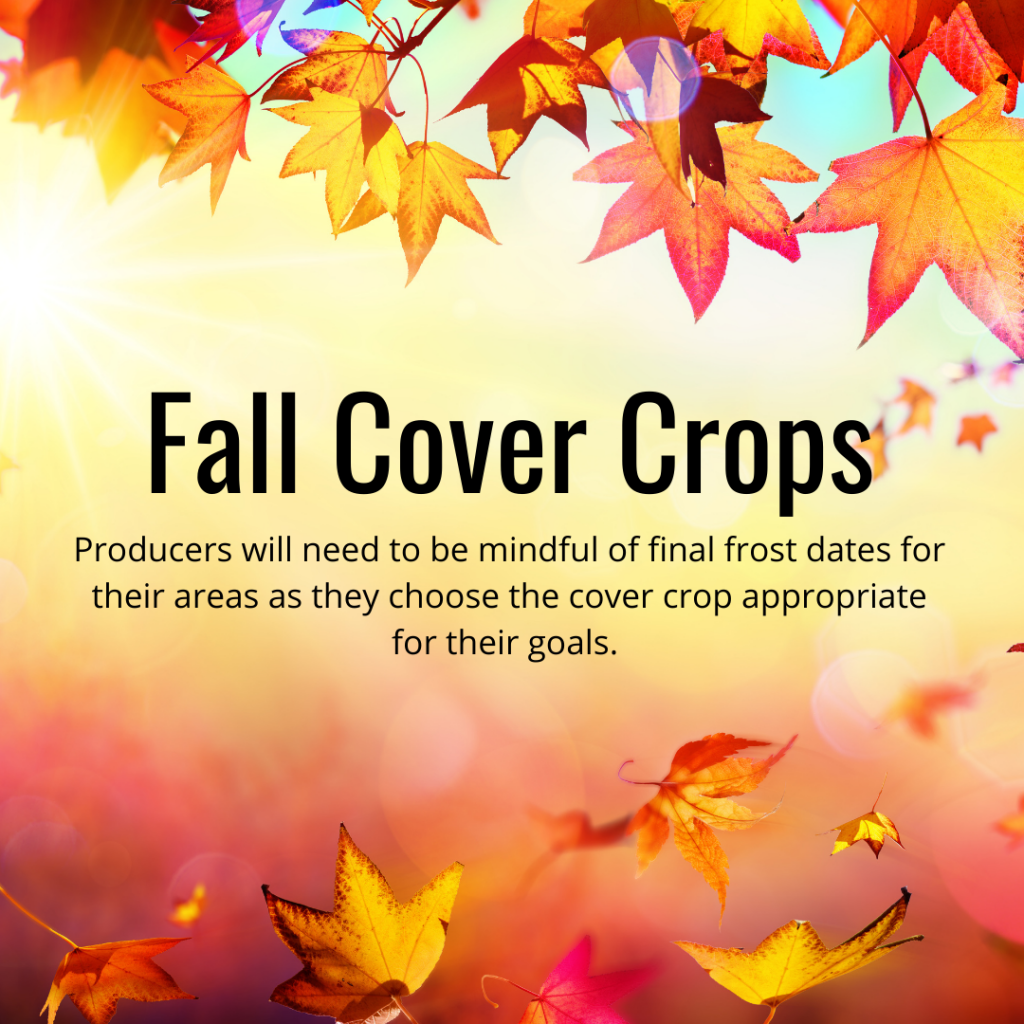 fall cover crops