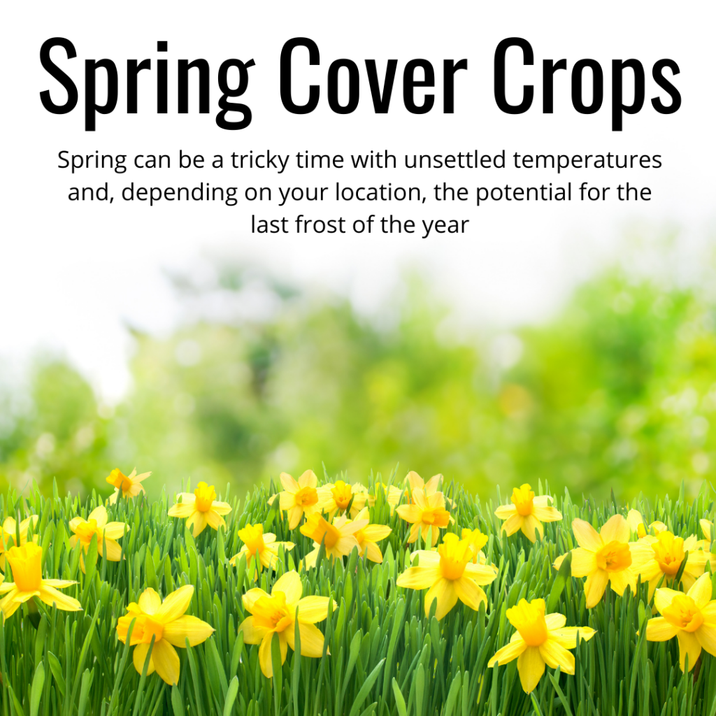 spring cover crops