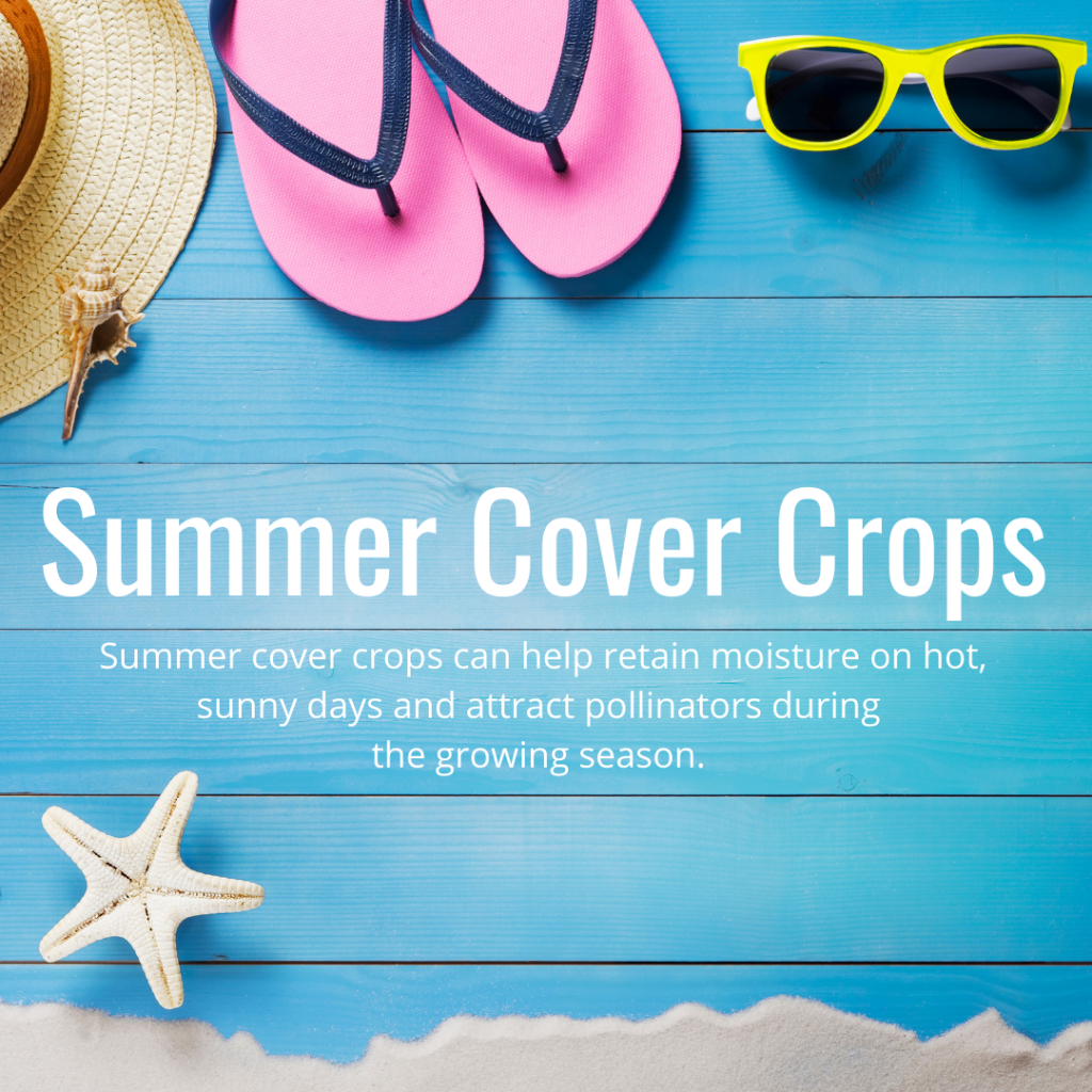 summer cover crops