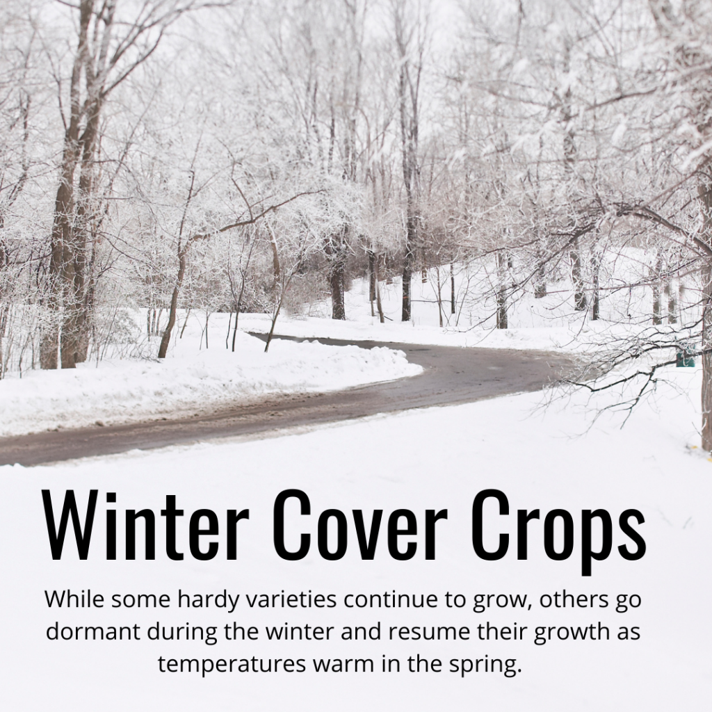 winter cover crops